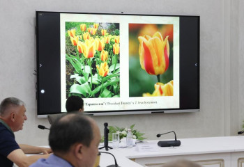 Казахстанские тюльпаны могут стать частью природного наследия ЮНЕСКО