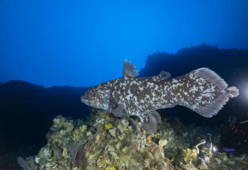 Редчайшую рыбу-ископаемое впервые сняли в природе у берегов Индонезии