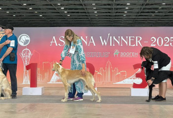 «Astana Winner – 2025»: «Қазақы Тазы» монокөрмесі қалай өтті?