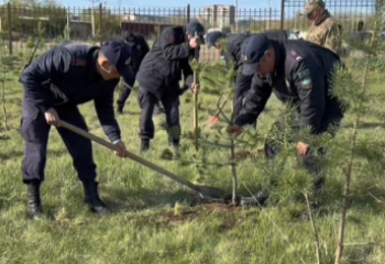 ТЖМ құтқарушылары қылқан жапырақты ағаштардың 150 көшетін отырғызды