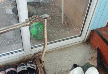 Таразда қауіпті жәндік тұрғындарды шошытты