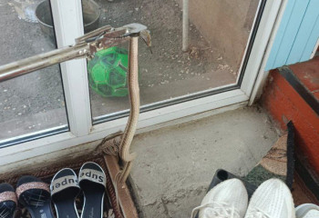 В Таразе змея заползла во двор частного дома