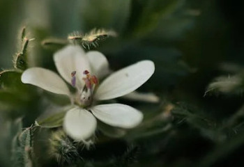 Алдағы күндері ауа райы 38 градусқа дейін ысиды