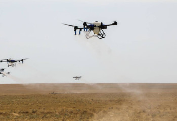 В Туркестанской области обработано более 350 тысяч гектаров от марокканской саранчи