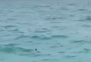 Туристер Анталья жағалауында акулалар көрген