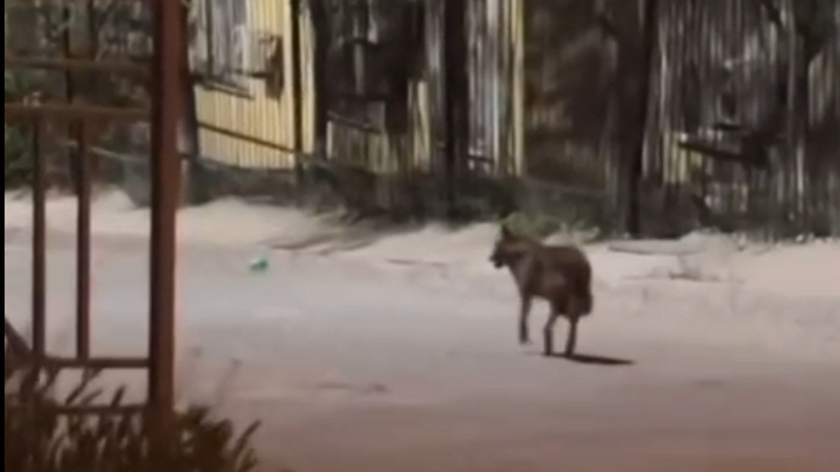  Скриншот видео 