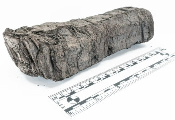 Назван автор свитка из Геркуланума: древний текст прочли без разворачивания спустя 2000 лет