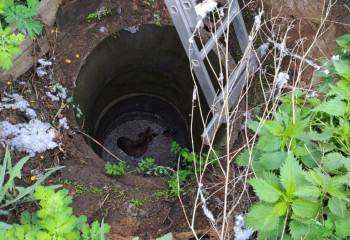 Упавшую в глубокий колодец собаку спасли сотрудники МЧС