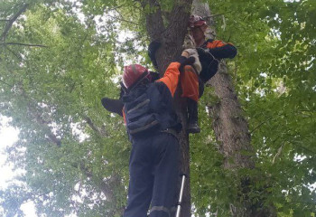 Сразу двум домашним животным пришли на помощь спасатели МЧС