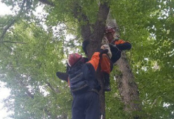 Астанада ағаш басына шығып кеткен бірнеше мысықты ТЖМ құтқарушылары төмен түсірді