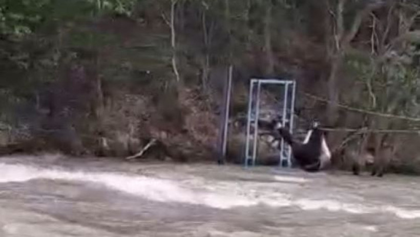  Видеодан алынған кадр 