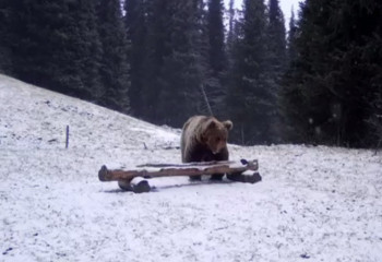 Rare Tien Shan brown bear caught on camera trap in Kolsai Lakes National Park