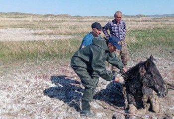 Абай облысында балшыққа батқан жылқы үш күннен соң құтқарылды