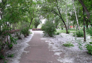 ТЖМ терек мамығының қауіпті екенін ескертті