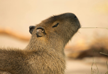 Зообақ 40 күннен бері қашып жүрген капибараға іздеу жариялады