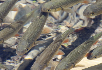Елімізде 3 мыңға жуық су айдынында аквашаруашылықты дамытуға болады – сенатор