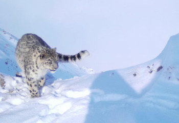 Қатон-Қарағай ұлттық паркінде қар барысы суретке түсіп қалды