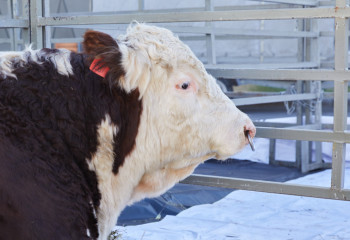 Қазақстанда бұқаларды экспорттауға уақытша тыйым салынды