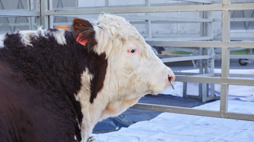  ©El.kz/Ғазиз ШАКИРОВ 