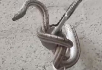 Спасатели МЧС отловили змею в жилом доме