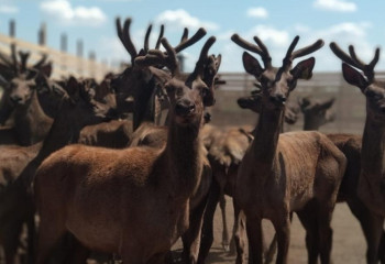 Уникальная пантолечебница «Зару» привлекает туристов со всей страны