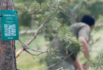 Астанадағы саябақта 30 қарағай ағашы отырғызылды