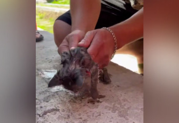 В Актобе спасатели вернули к жизни маленького котёнка