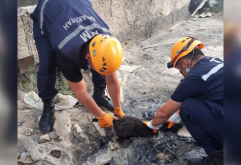 Увязшую в смоле собаку спасли сотрудники МЧС