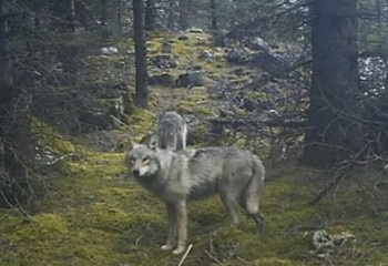 Көлсай паркінде бөлтіріктер фототұзаққа түсіп қалды