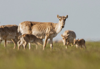 Жолда киіктер немесе басқа да жабайы жануарлар кездессе не істеу керек?
