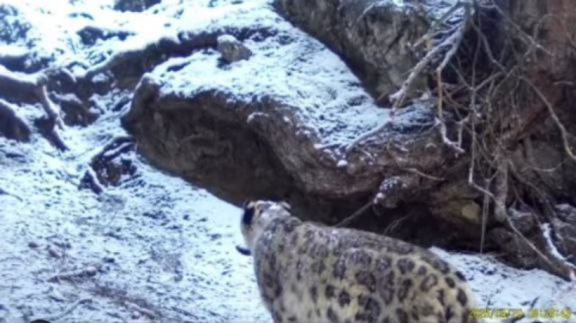  Видеодан кадр 