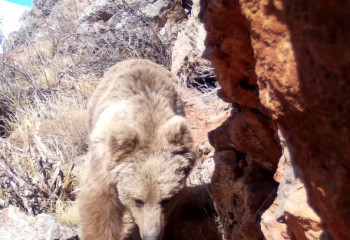Редкий бурый медведь попал в объектив фотоловушки в нацпарке «Сайрам-Өгем»