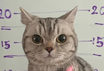 В Таиланде задержали кота за нападение на полицейских: дело закрыто, лапки — чисты