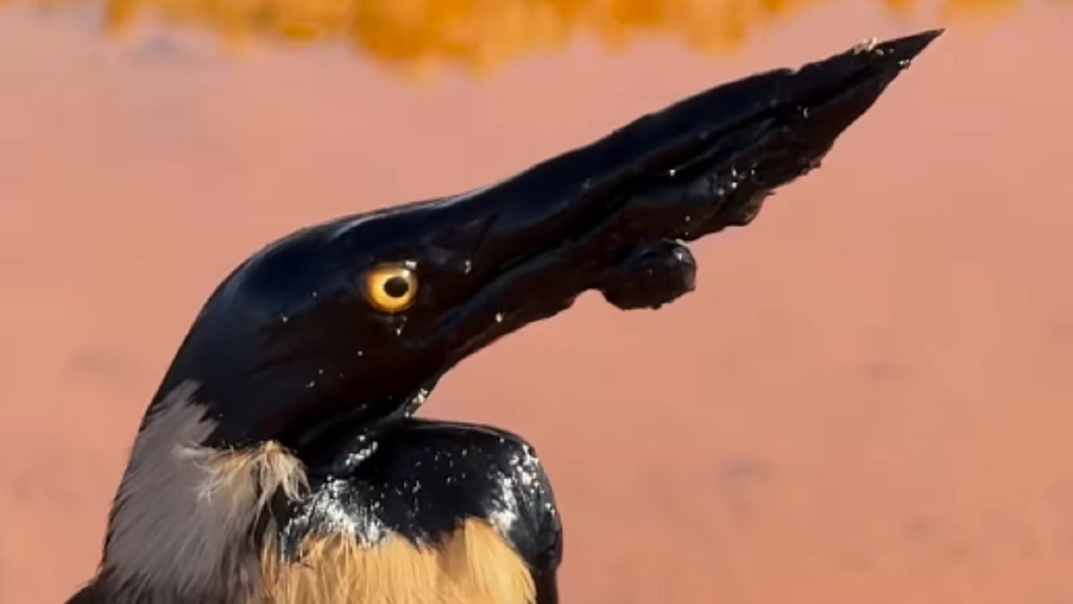  Скриншот видео 