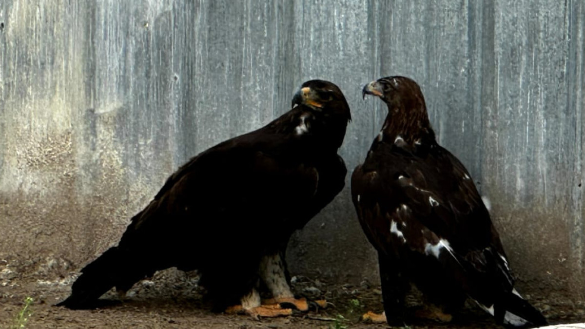  © El.kz/Татьяна АЛАДЬИНА 
