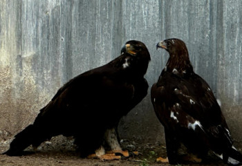 Уникальный проект «Сохраним беркутов!» реализуется в Казахстане