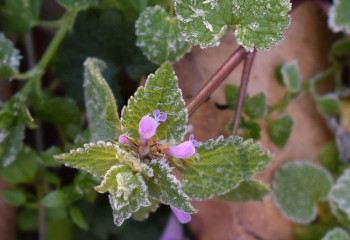 Елімізде демалыс күндері үсік жүреді