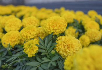 Что росло на Земле до появления человека: ученые нашли меняющий все наши представления ответ