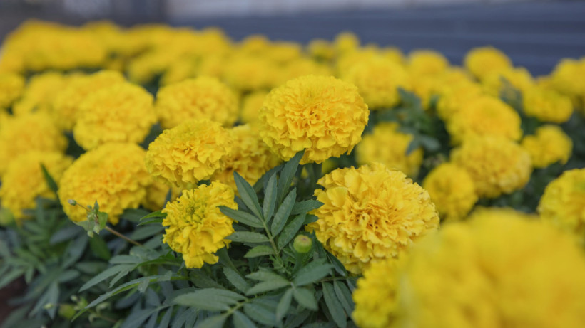  © El.kz / Артем ЧУРСИНОВ 