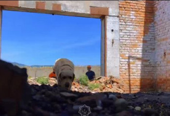 ШҚО-да құтқарушы иттер аттестациядан өтті