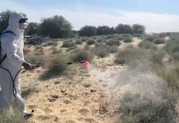 В Кызылординской области обработано более 10 тысяч га земель от саранчи