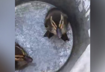 В Усть-Каменогорске спасатели МЧС вытащили утят из глубокого колодца