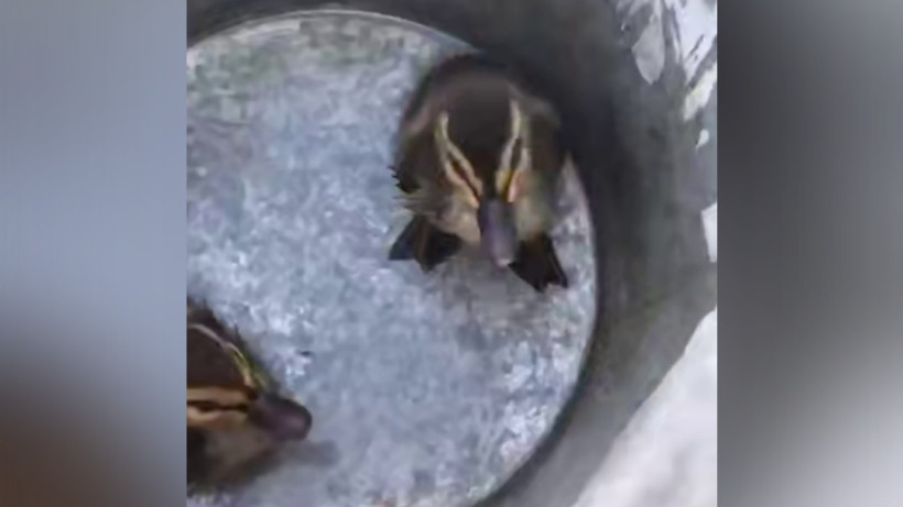  Скриншот видео 