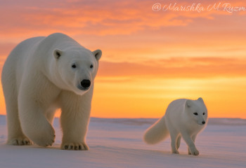Белые медведи и песцы пришли в Арктику 700 тысяч лет назад — учёные раскрыли этапы адаптации фауны к холоду