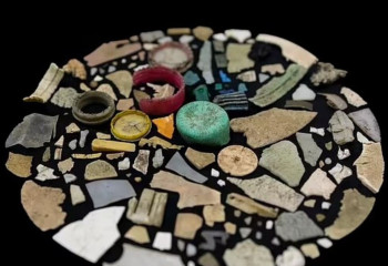 В желудке птенца буревестника найдено рекордное количество пластика — 778 фрагментов