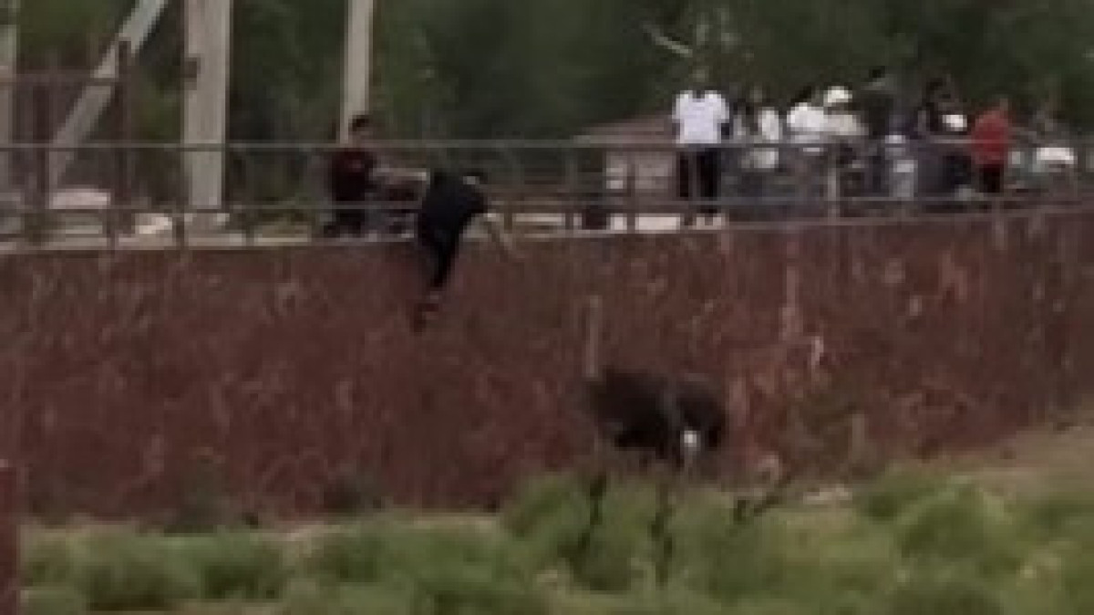  скриншот видео 