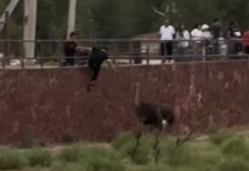 Мужчина напал на страуса в зоопарке Шымкента