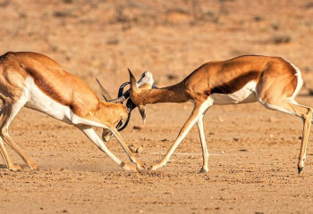Киік көбейді – мәселе тереңдеді: Мәжілісте шешу жолдары қаралды