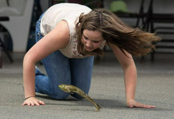 В Калифорнии прошёл турнир по прыжкам лягушек с трамплина
