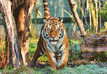 Үндістанда 17 күн ішінде жолбарыстар 13 адамды өлтірді